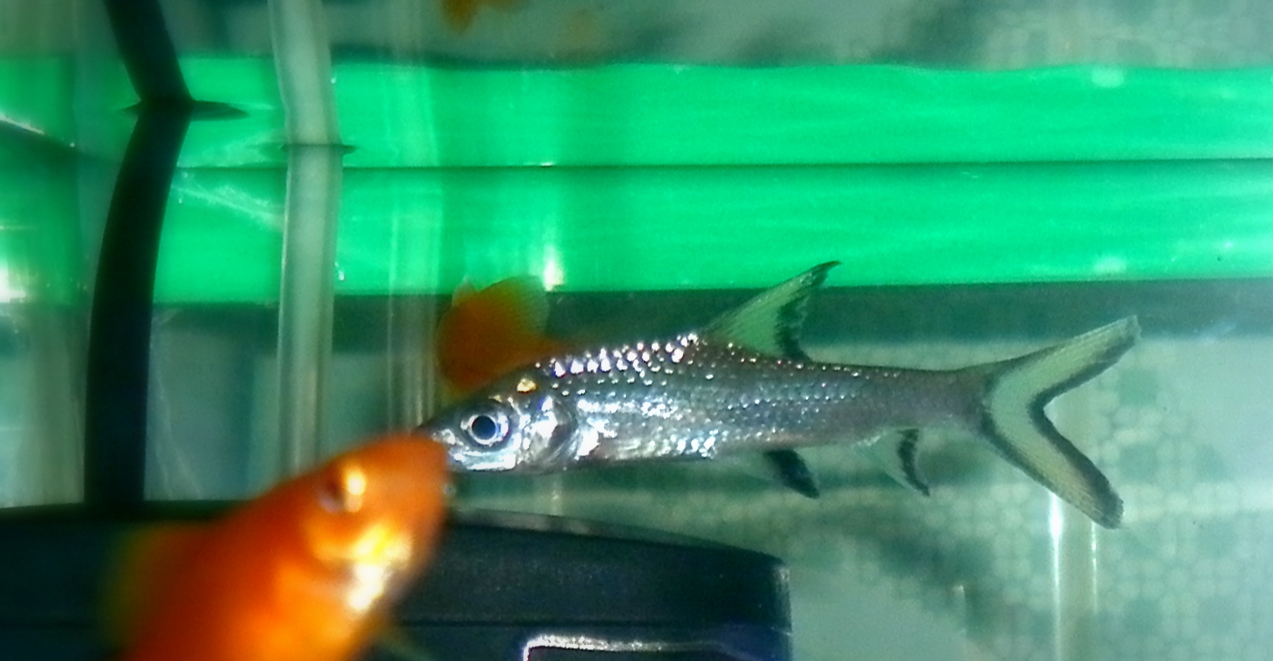 Fish World Bala Shark