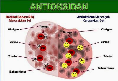 antioksidan bertindak melawan radikal bebas