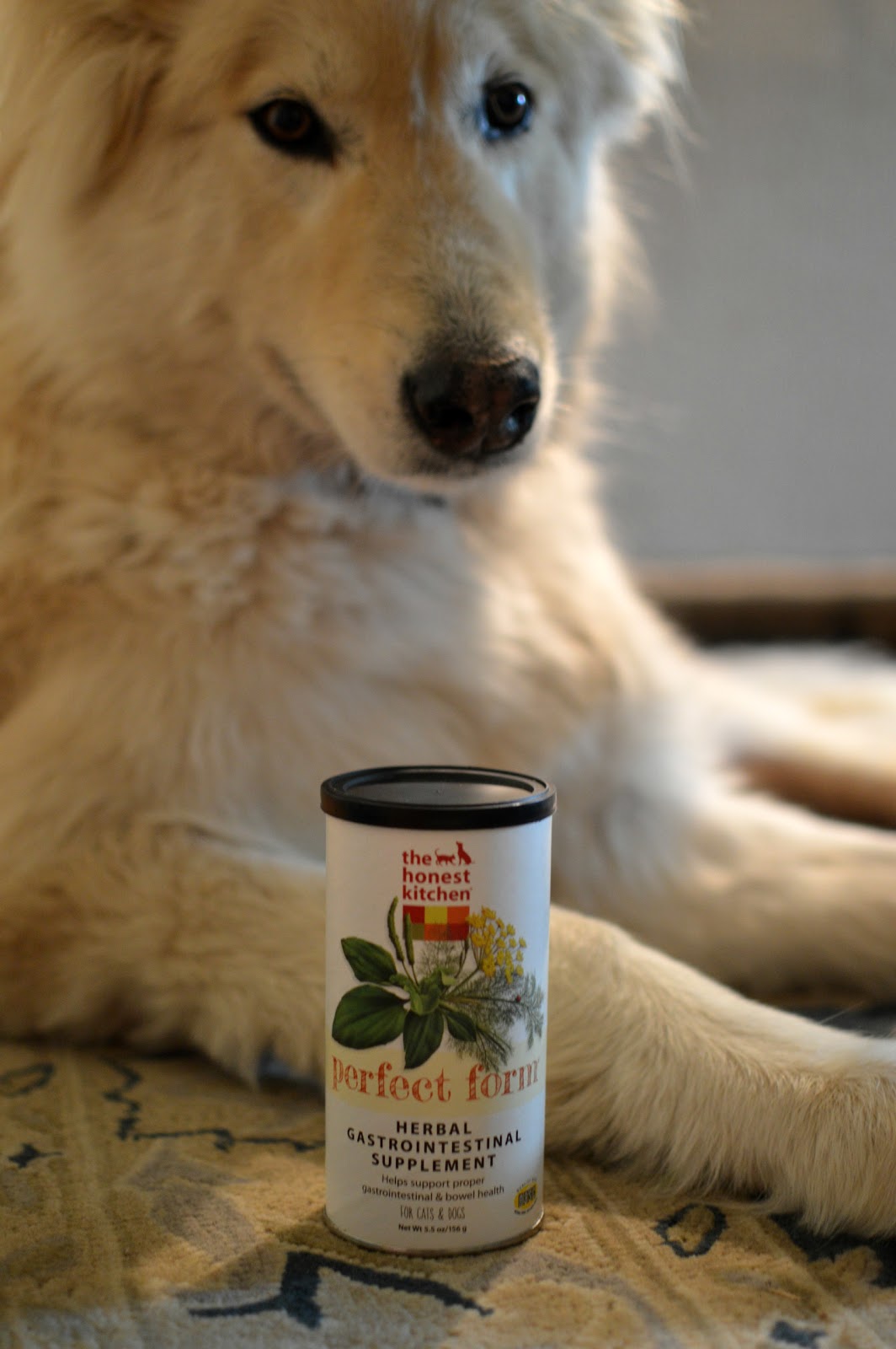 my rotten dogs the honest kitchen perfect form chewyinfluencer the honest kitchen perfect form