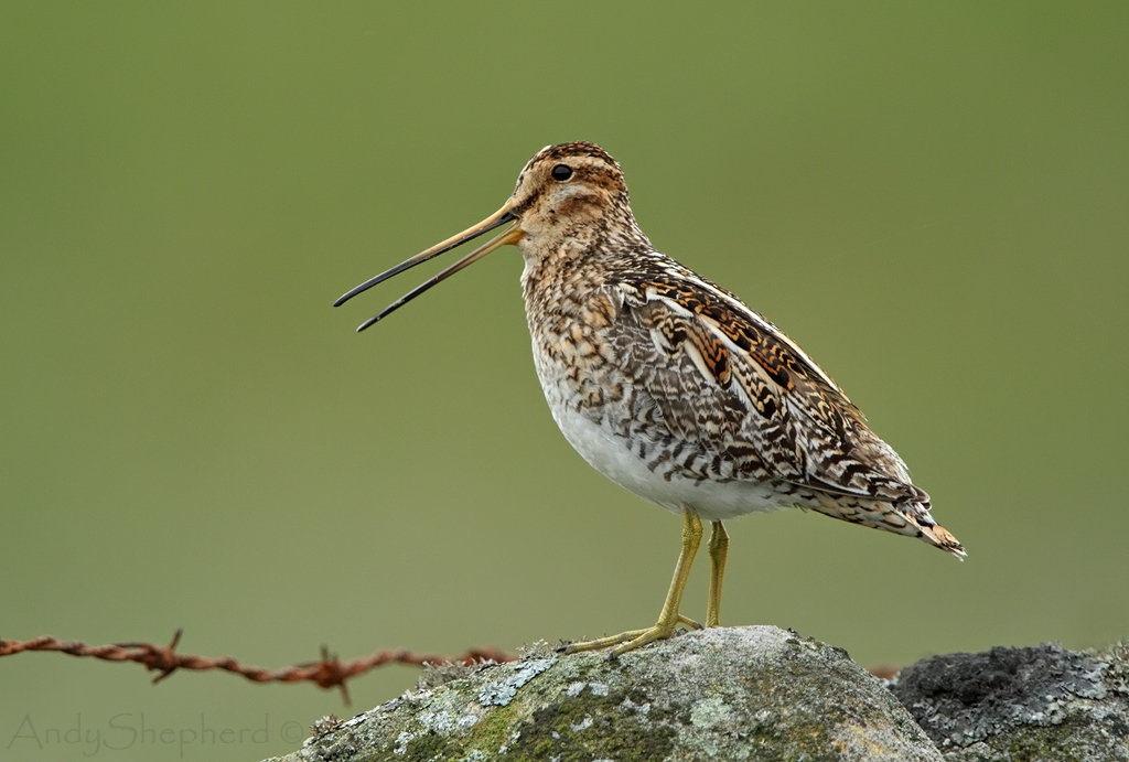 Andy Shepherd Wildlife Photography Upland Birds