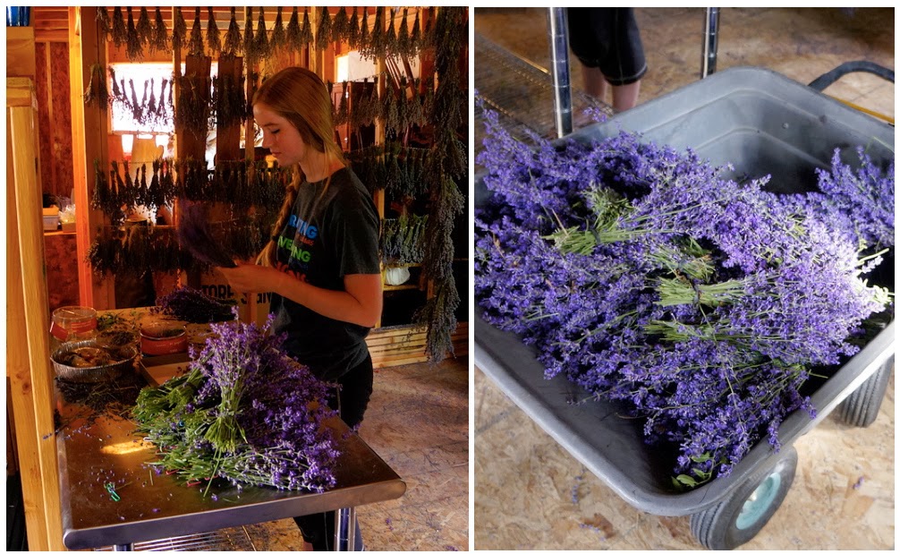 Chocolate Mousse & a look at how we remove lavender buds The Lavender