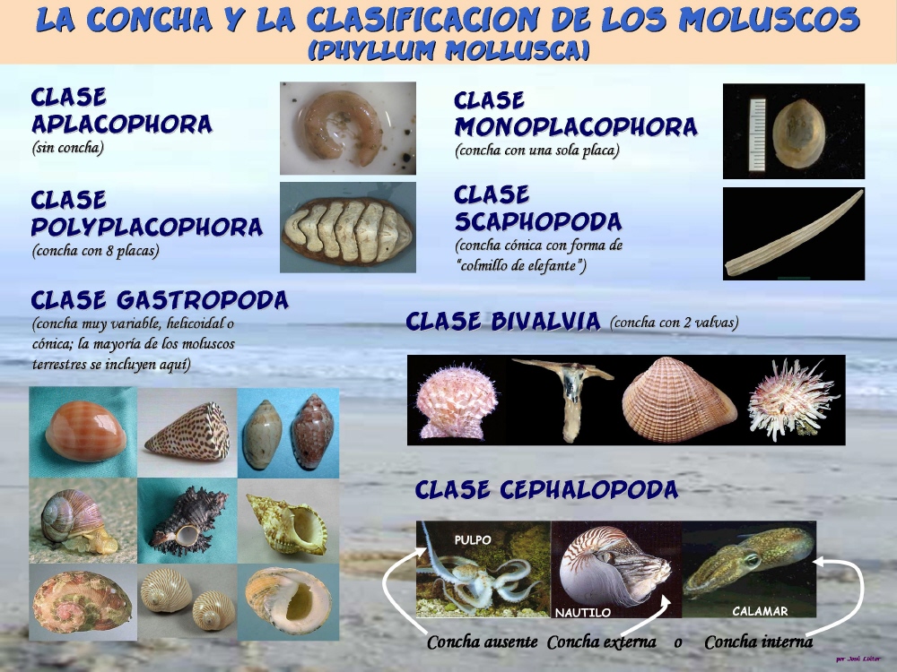 El Mundo de los Moluscos Clases de moluscos