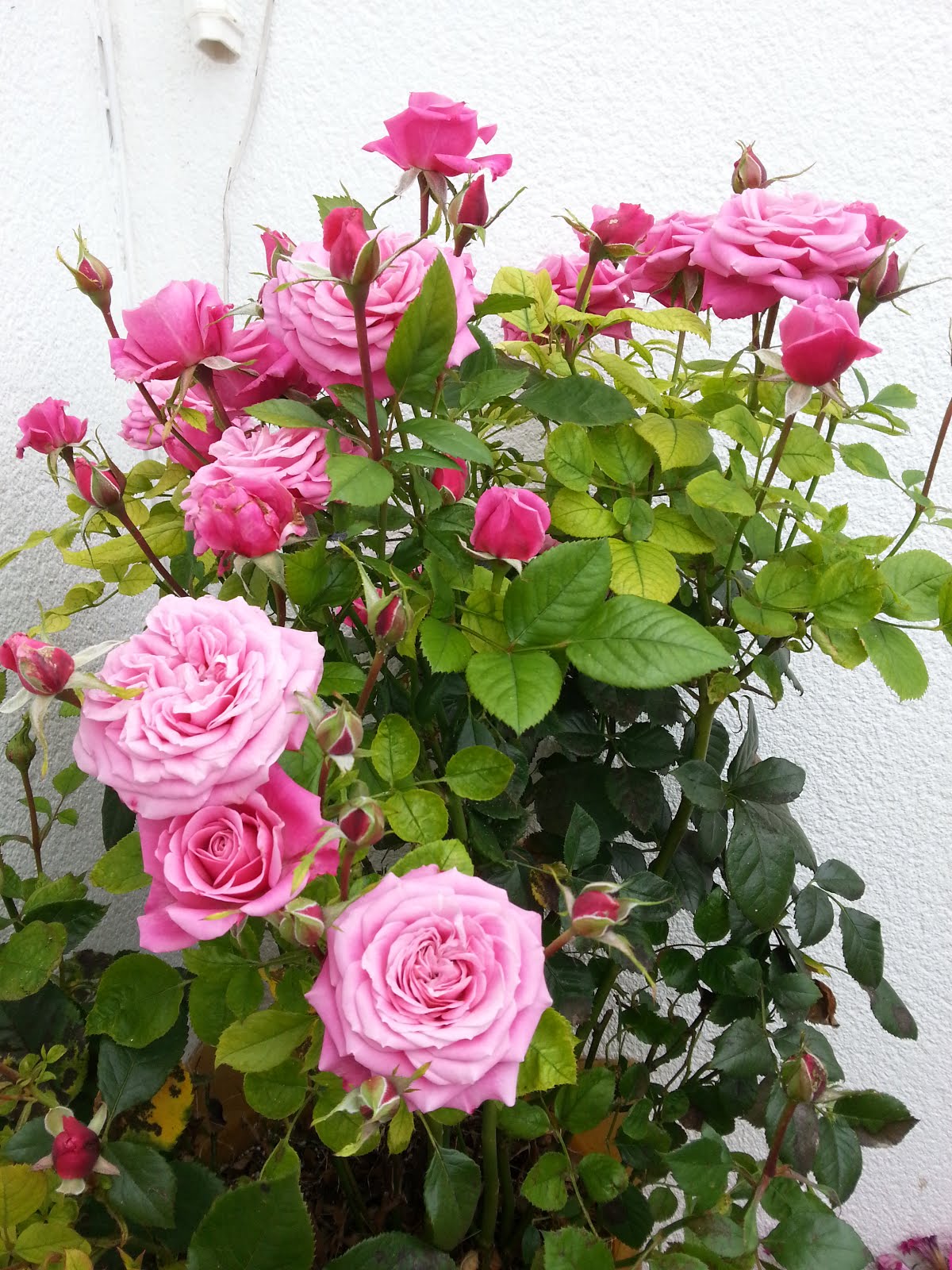 Este rosal es la alegría de mi terraza