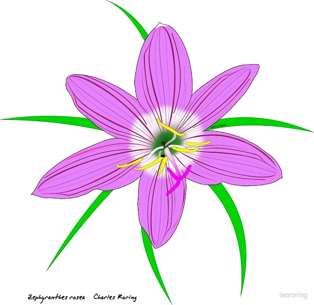 Rain Lily (Zephyranthes rosea)