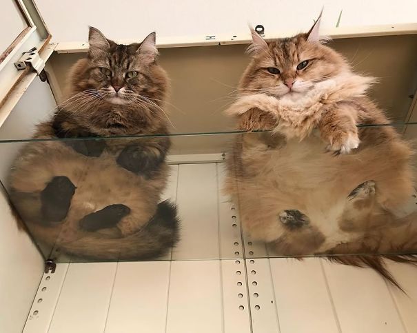 These Hilariously Adorable Pictures Will Convince All Cat Owners To Buy A Glass Table