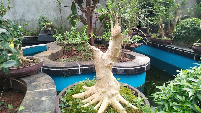 SYARAT UTAMA TANAMAN BONSAI