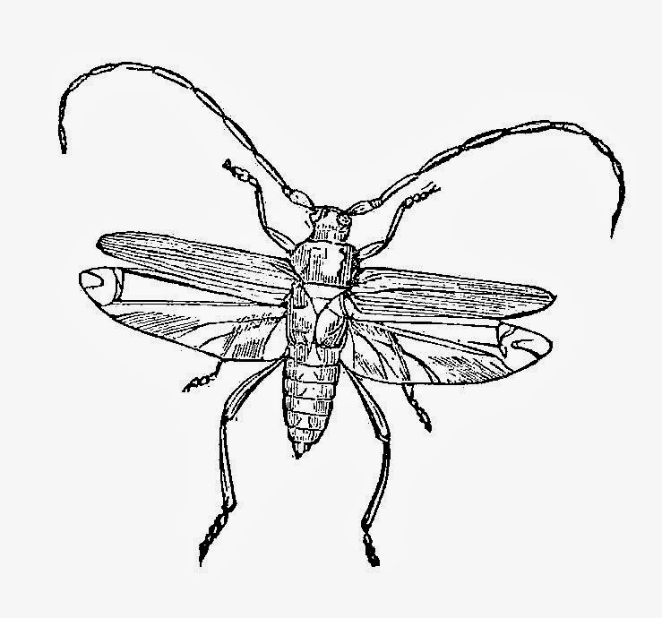vintage insect clipart - photo #7