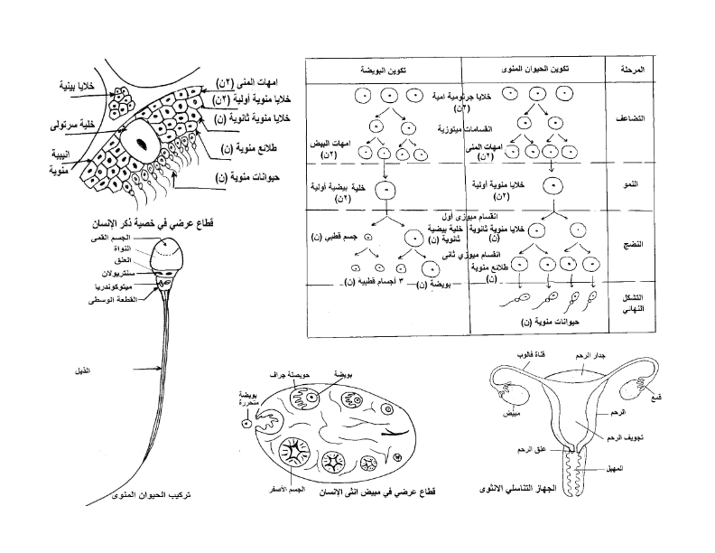 جميع رسومات مادة الاحياء المطلوب رسمها في امتحان الاحياء للثانوية العامة 2016
