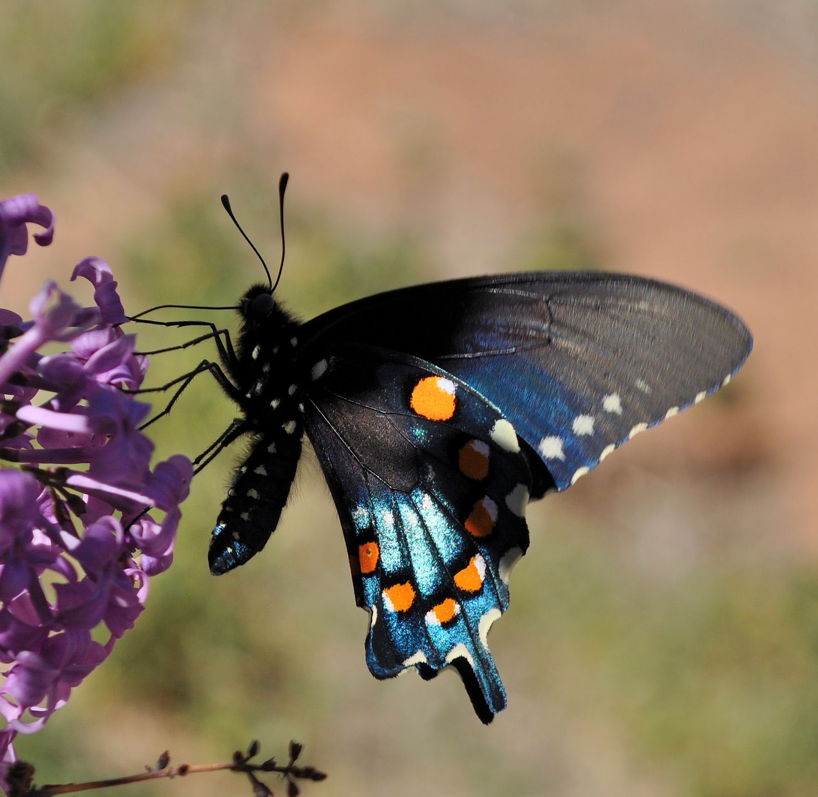 John's Photos Blue Swallow Tail Butterfly