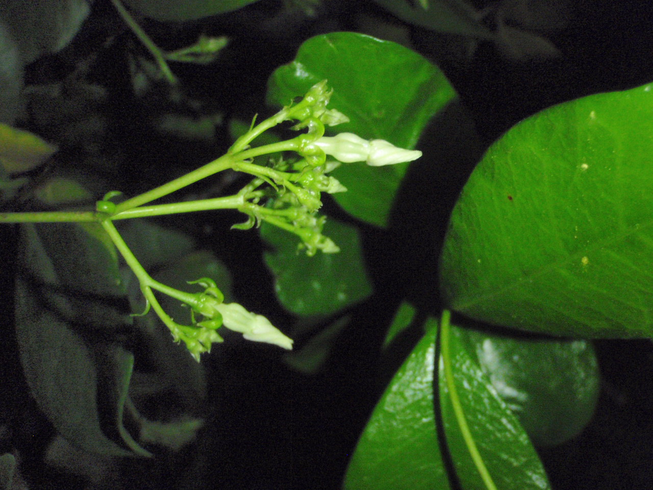 Xtremehorticulture of the Desert Star Jasmine Stopped Blooming? Cut it