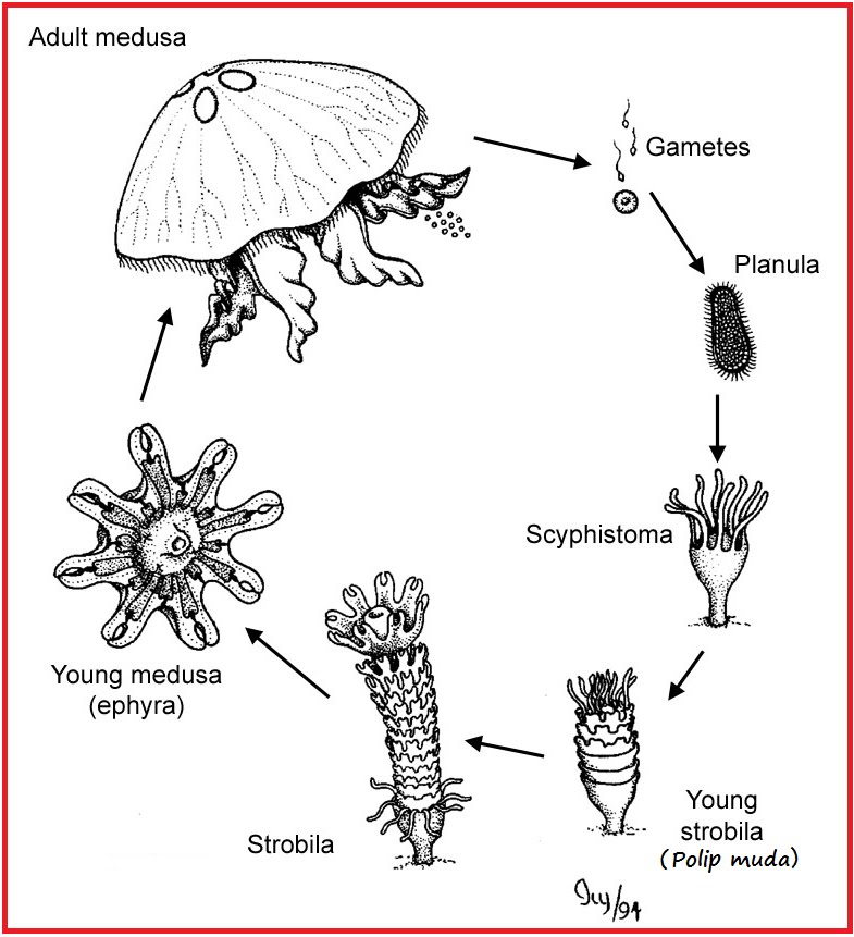 on-earth-inside-us-jelly-fish-life-cycle-metagenesis