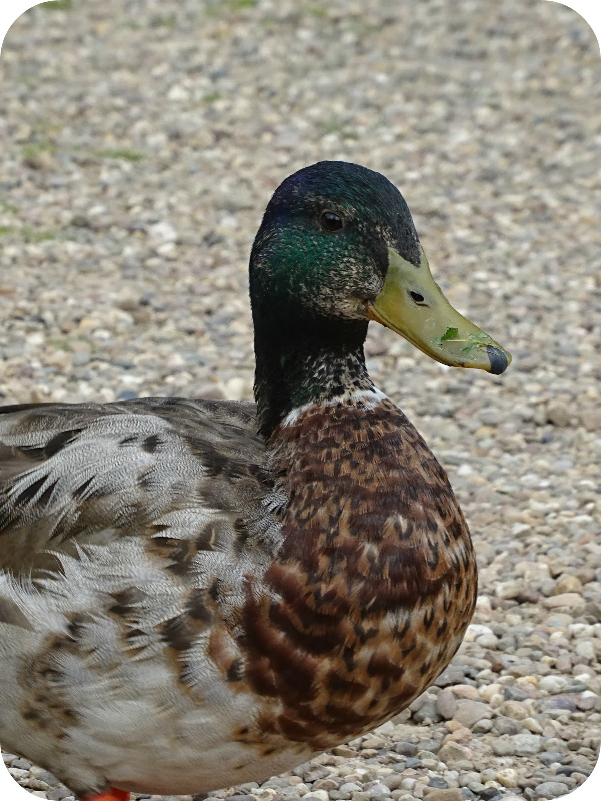 Vintage Vixen Baddesley Clinton Knights Have Dwelt Within Their