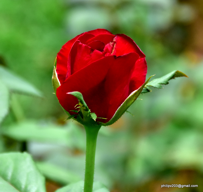 Flowers found in Sri Lanka Roses in the 'Rose Garden', Seethawaka