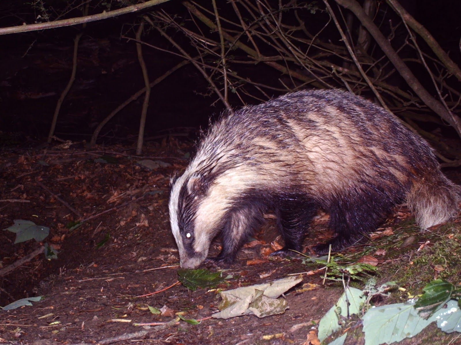 TrogTrogBlog: A badger cub on BadgerCam