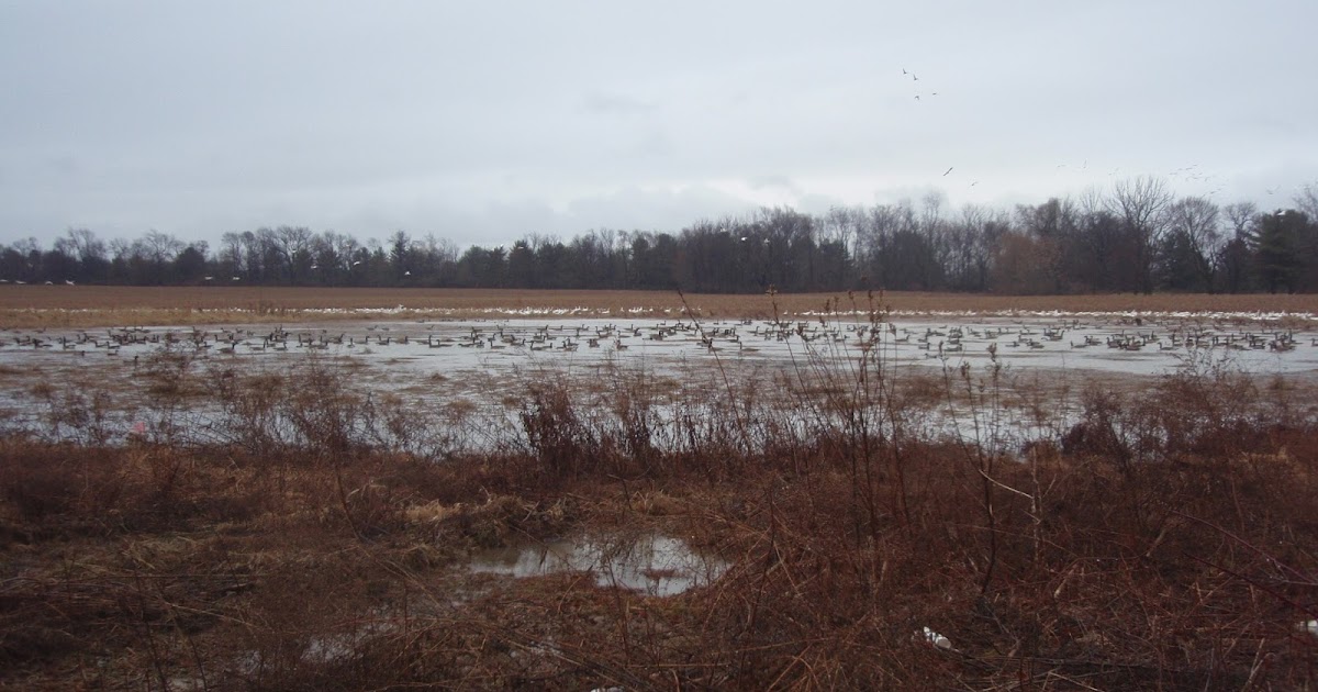 Lehigh Valley Ramblings Green Pond Marsh, Stormwater Woes Discussed in