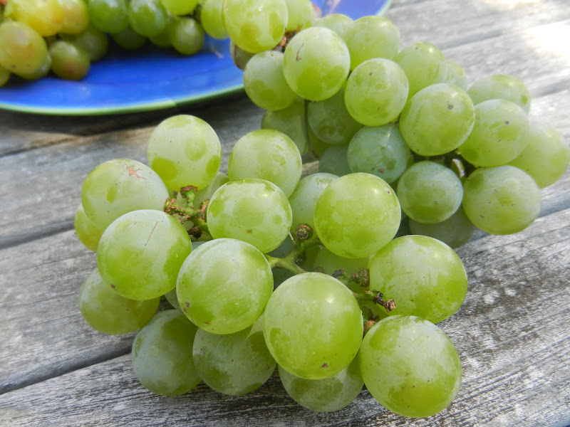 beauty of everyday life niagara grapes