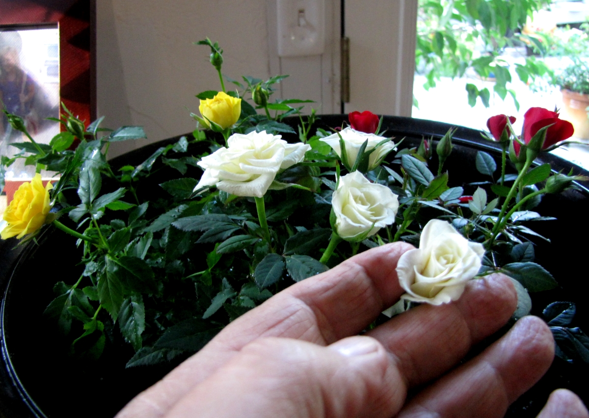 Как дольше сохранить розы дома