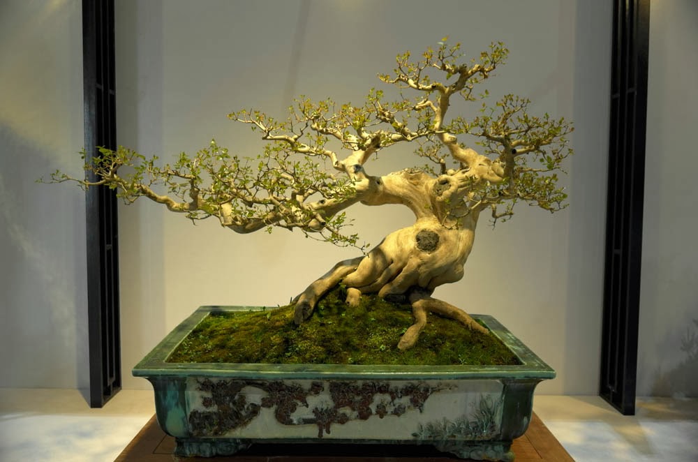 Yang Hsiu Bonsai 楊修: 2013