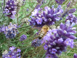 honey bees on lavender honey bees on lavender