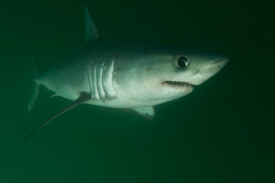 Info-Junction Blog: Porbeagle Shark