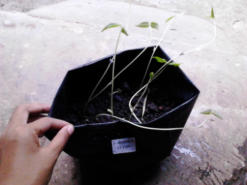 Insyaallahbermanfaat Laporan Penelitian Biologi Pengaruh Perbedaan Waktu Perendaman Biji Kacang Hijau Terhadap Pertumbuhan Biji Kacang Hijau