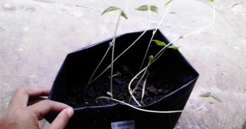 Laporan penelitian perkecambahan biji kacang hijau