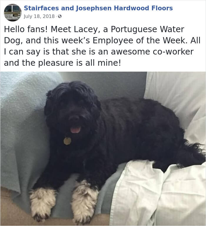 30 Hilarious Dogs That Were The ‘Employees Of The Week’ 30 Hilarious Dogs That Were The ‘Employees Of The Week’