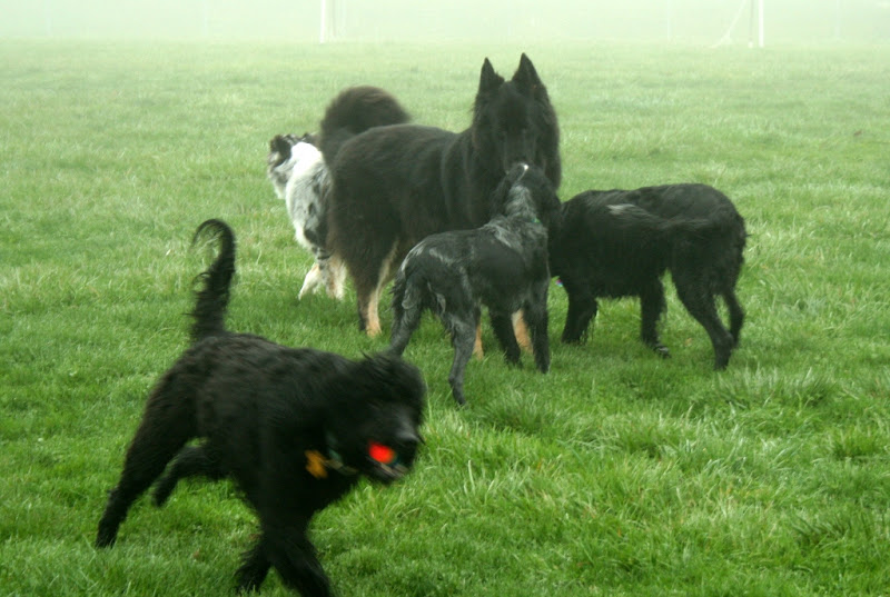 a group of 4 black dogs, but you can see the head of a blue merle australian sheepdog peeking out behind a huge black shepherd