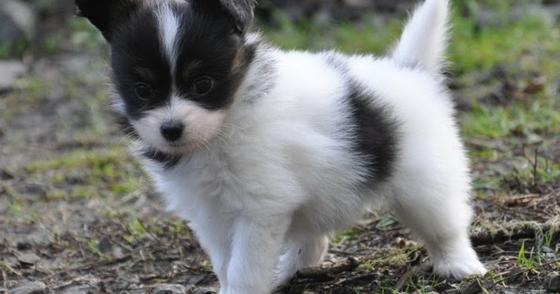 small dog papillon
