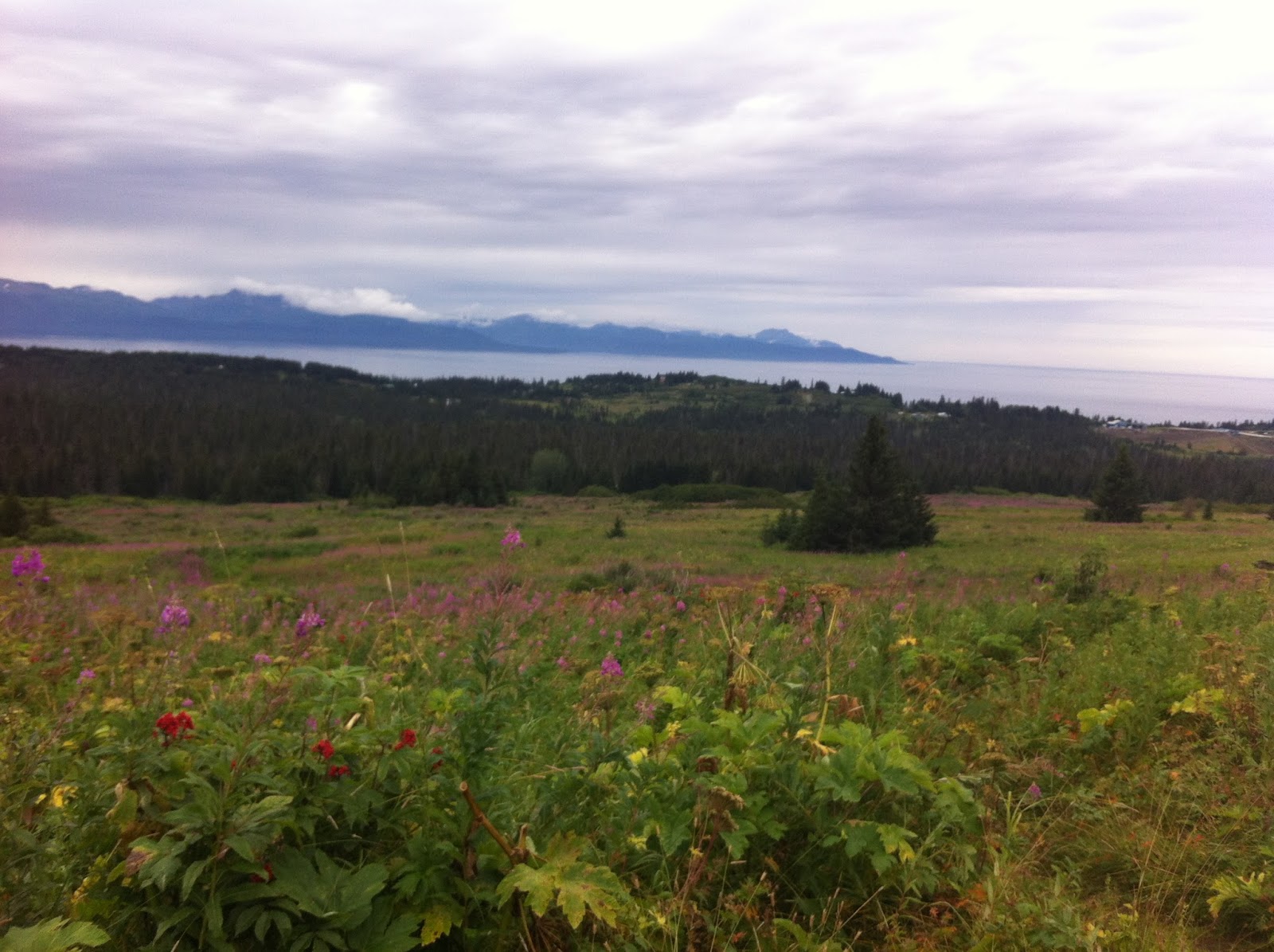 Life in Alaska — A View From Homer Homestead Summer Trail