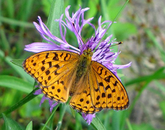 Dostojka adype (Argynnis adippe).