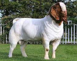 Ilmu Untuk Ternakan Ruminan Kenali F1 F2 F3 Dan Seterusnya Bagi Kambing Dan Bebiri Dan Kenali Baka Kambing Boer Lebih Lanjut