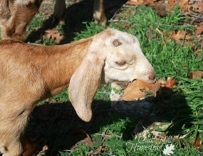 Goat kid after being disbudded.
