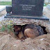 Cão choca o mundo ao não sair debaixo do túmulo do falecido... O que vais ver está a impressionar todos!