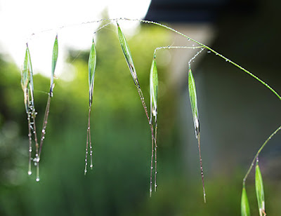 Avena (Bromus tectorum)