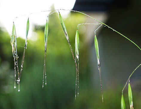 Avena (Bromus tectorum)