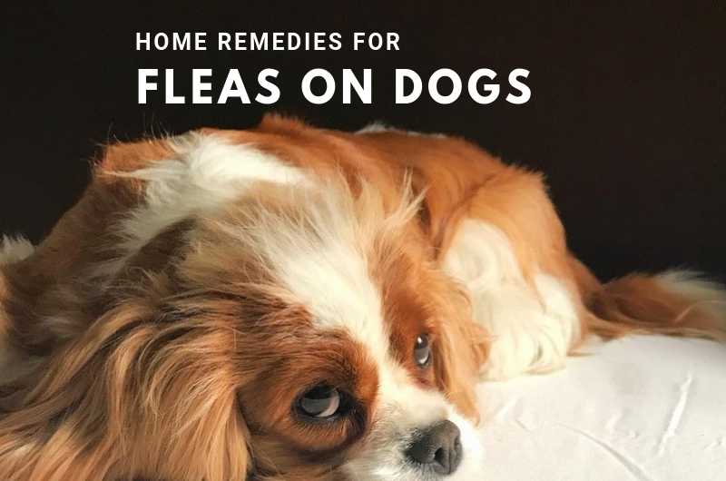 Home Remedies for Fleas on Dogs: Natural and Effective Ways to Keep
