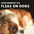 Home Remedies For Fleas on Dogs - Natural Flea Treatment