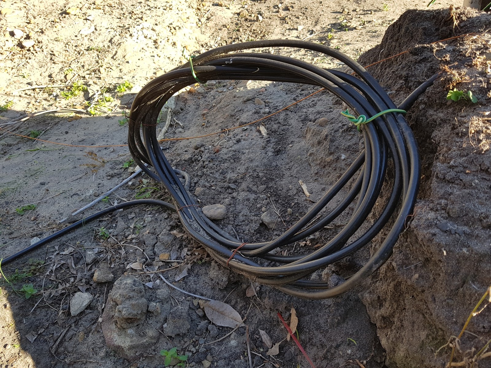 Baby Rabbits Sydney Do rabbits chew on electrical cables?