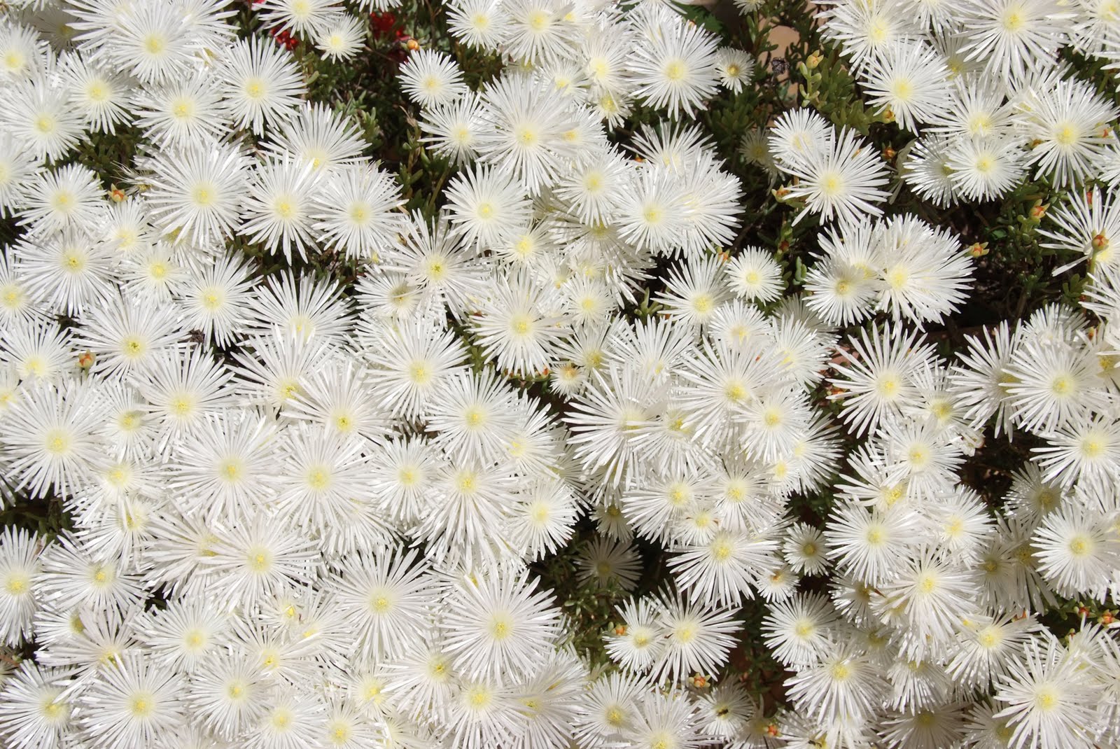 Lorenzo Galan: Patio de flores