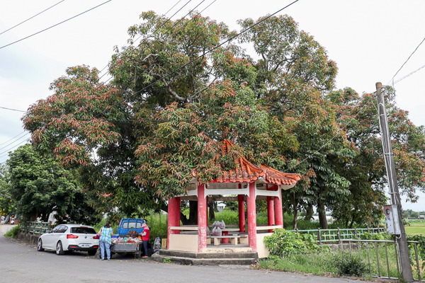 台南白河大山宮竹管屋阿勃勒,吸引大批網美和攝影師來朝聖 台南白河大山宮竹管屋阿勃勒,吸引大批網美和攝影師來朝聖