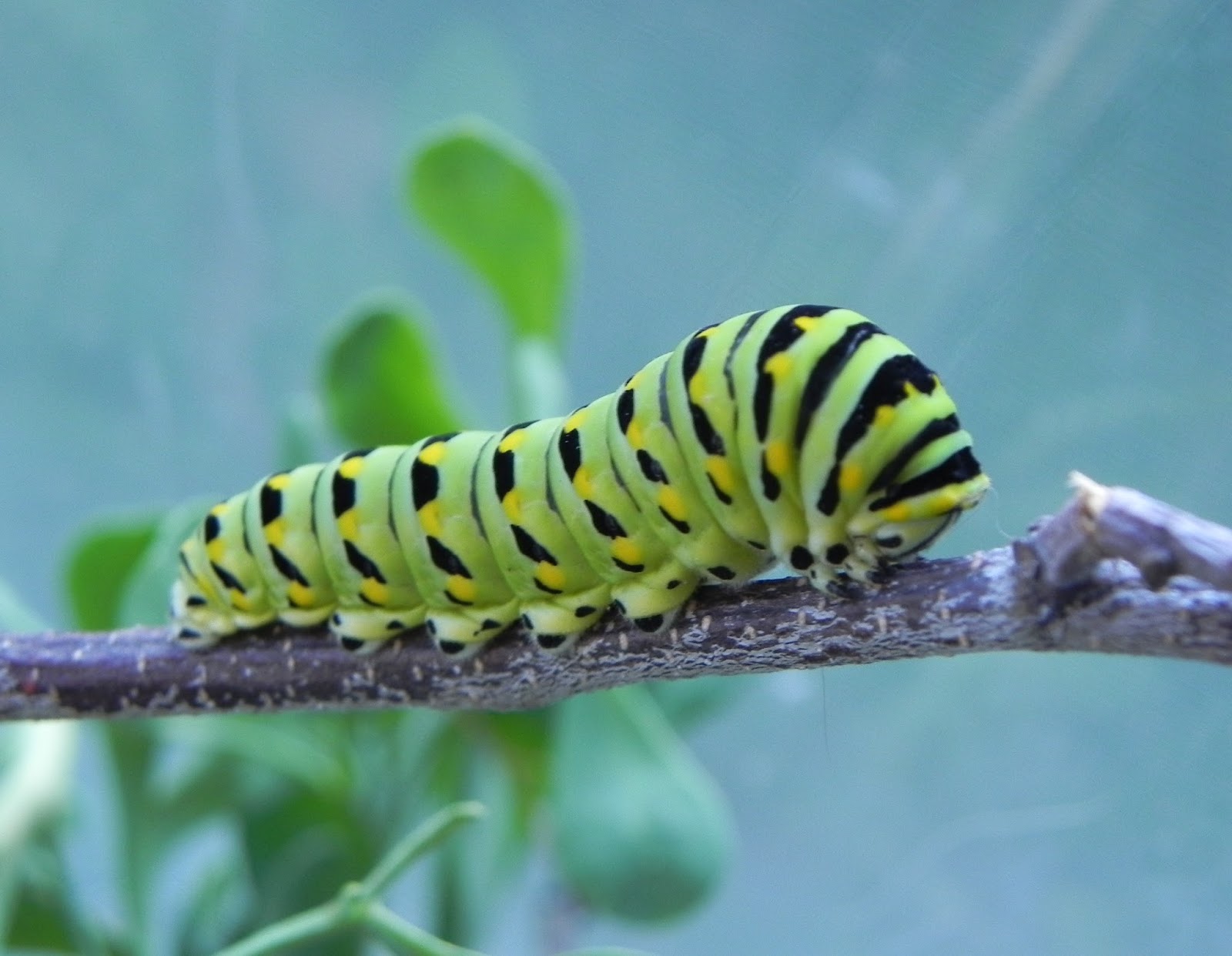 Гусеница зеленой бабочки. Swallowtail Caterpillar гусеница. Гусеница Black Swallowtail. Блэк Катерпиллер гусеница. Гусеница Катерпиллер бабочка.