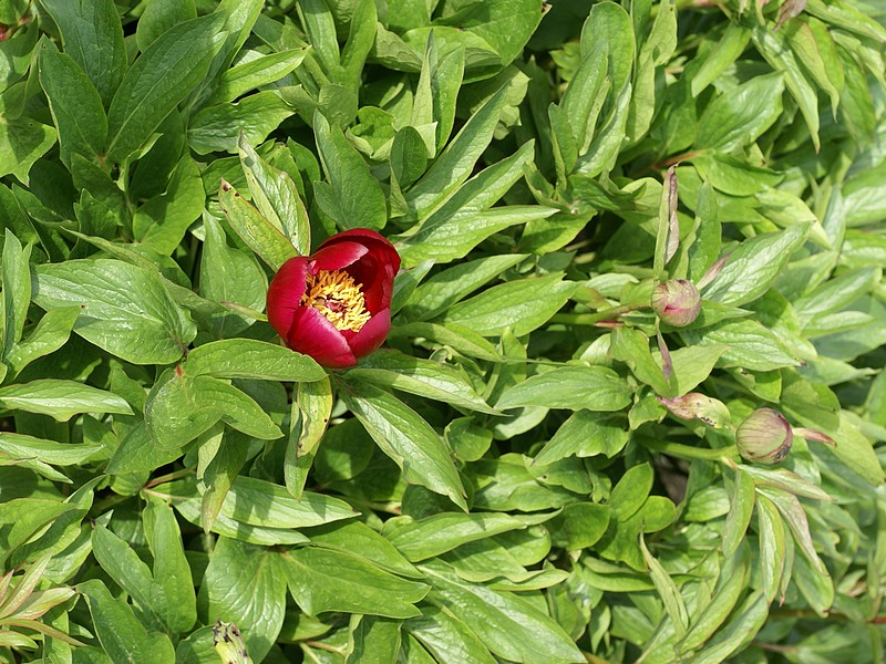 Paeonia officinalis Paeonia%2Bofficinalis%2B-%2B1