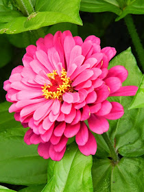 Pink zinnia James Gardens Etobicoke by garden muses-not another Toronto gardening blog