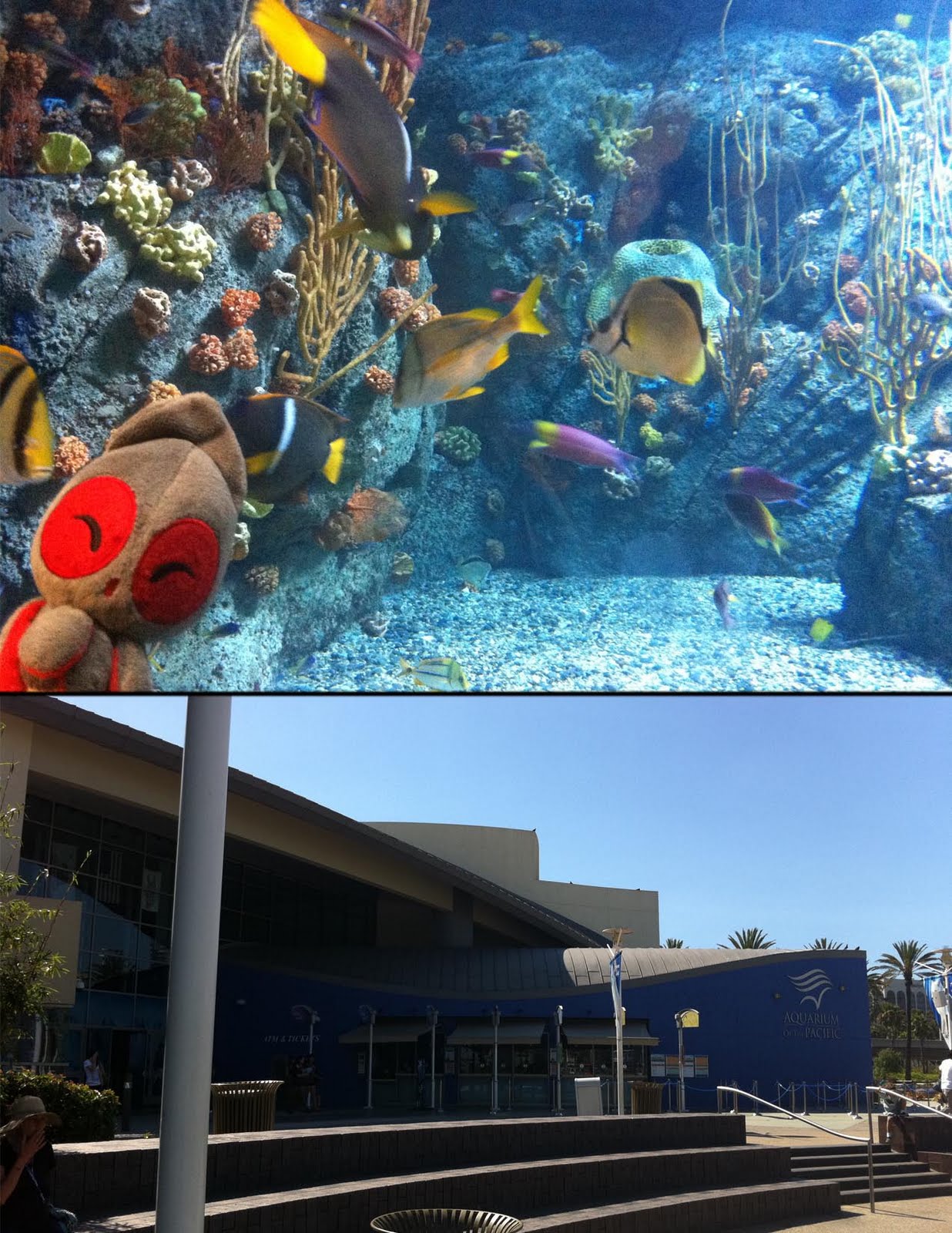 Squid Kids Ink SQUIBS INVADE LONG BEACH AQUARIUM