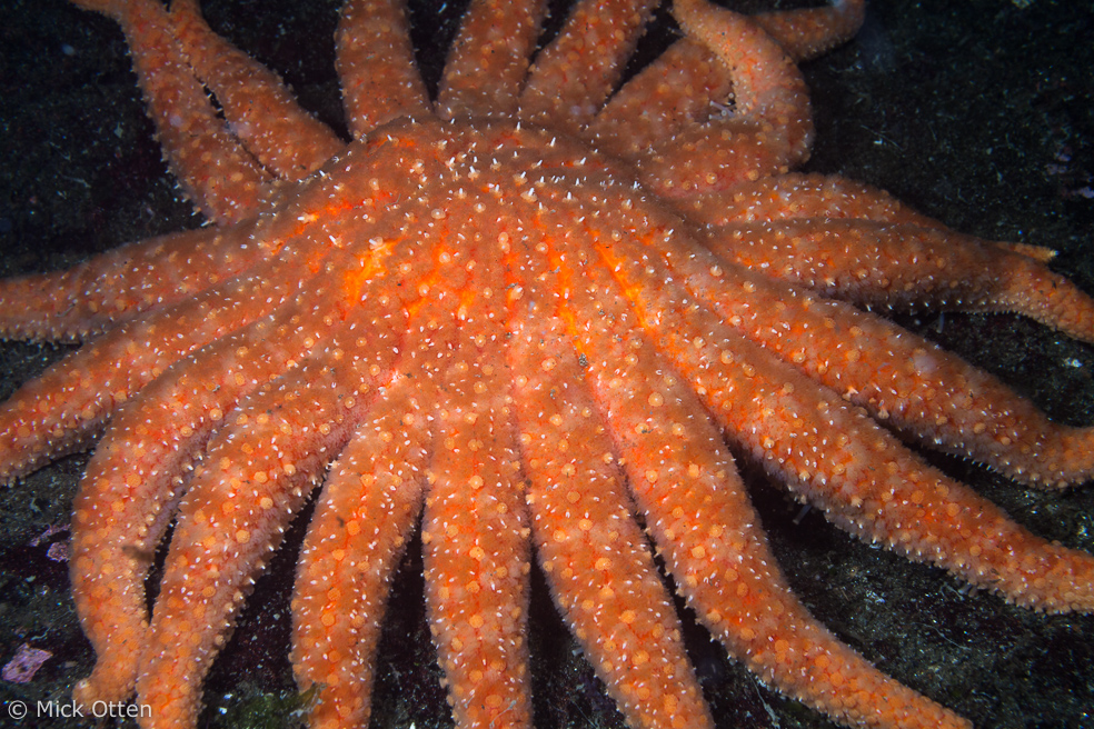 Mick's marine biology Sunflower star an amalgam of superlatives part 2