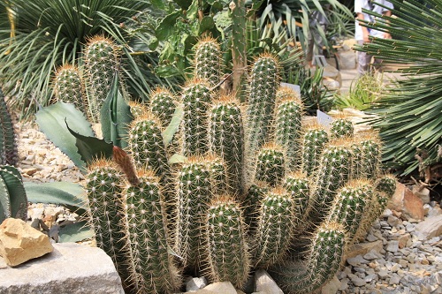 5 Manfaat Tanaman Kaktus Bagi Kecantikan yang Jarang Diketahui