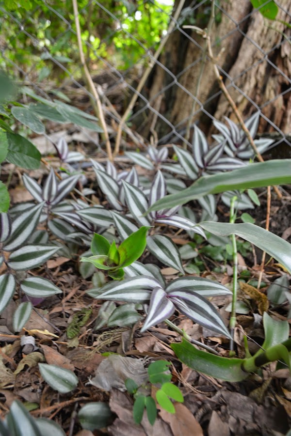 Trasdescantia Zebrina