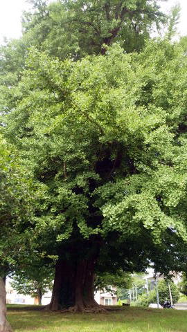 樹齢500年の銀杏の木