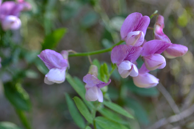 purple sweet peas